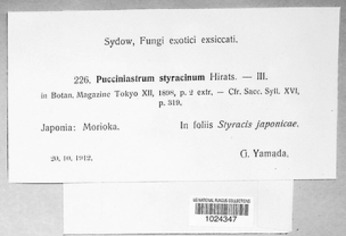 Nothopucciniastrum styracinum image
